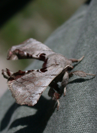 Spotted Apatelodes